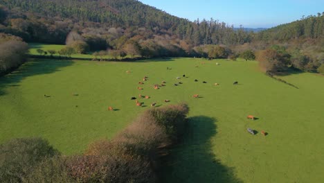 Aerial-View-Of-Animal-Cow-Farming-In-The-Rural-Meadow-Plains-Near-Zas,-La-Coruna,-Galicia,-Spain