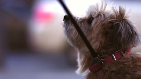 Slow-motion-footage-of-a-terrier-dog-on-a-leash-looking-up-to-the-sky