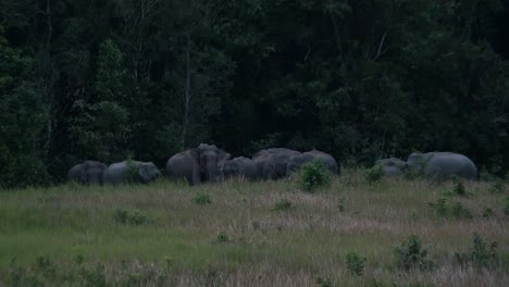Almost-dark-and-they-looked-straight-to-the-camera-showing-intimidating-moves-as-they-gather-around,-Indian-Elephant-Elephas-maximus-indicus,-Thailand