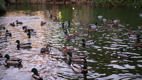 lake-surface-crowded-with-swimming-ducks
