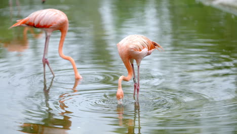 Amerikanischer-Flamingo-Im-Vogelparadies-In-Mandai,-Singapur
