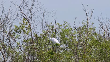 Camera-zooms-in-revealing-this-individual-on-top-of-the-branches-of-a-mangrove-forest,-Great-Egret-Ardea-alba,-Thailand