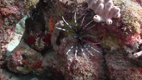 Ein-Junger-Rotfeuerfisch-Versteckt-Sich-In-Einer-Ritze-Zwischen-Den-Wunderschönen-Korallen-Des-Karibischen-Meeres