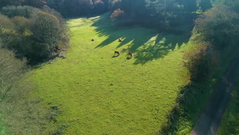 Cows-Grazing-Over-Green-Pasture-Land-In-Zas,-La-Coruna,-Galicia,-Spain