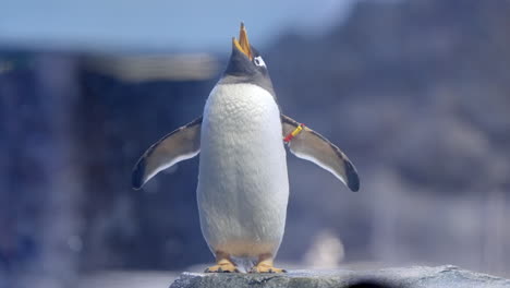 Pingüino-Papúa-En-El-Paraíso-De-Las-Aves-En-Mandai,-Singapur