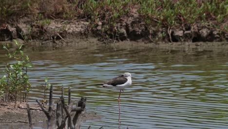 Camera-zooms-in-as-this-bird-is-resting-on-one-leg-while-sleeping,-Black-winged-Stilt-Himantopus-himantopus,-Thailand