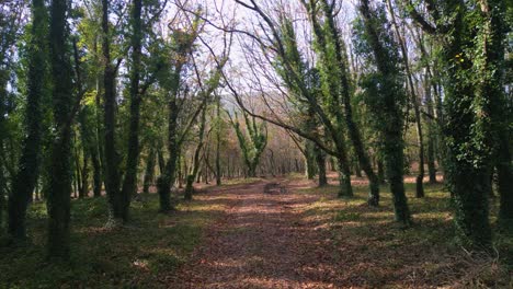 Loney-Trails-With-Dense-Trees-Covered-With-Vines