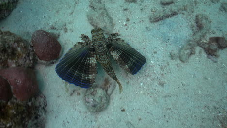 A-flying-gurnard-hovers-above-the-sandy-bottom-of-the-Caribbean-sea