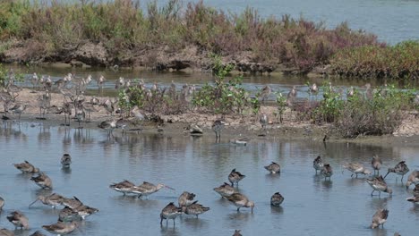 Three-separated-bodies-of-water-by-two-mud-bars-with-plants-as-these-Black-tailed-Godwits-forage,-Limosa-limosa,-Thailand