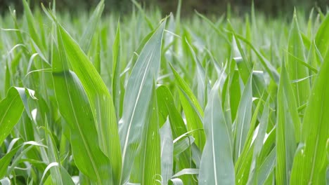 -Close-up-bright-green-corn-maize-crop-field-moving-with-the-wind,-agriculture-land