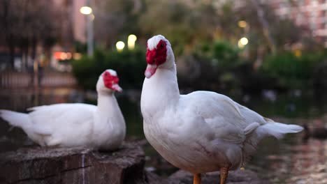 Slow-motion-of-pair-of-Muscovy-ducks-resting-on-the-shore-of-a-lake-during-dusk