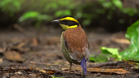 Ein-Pitta-Vogel-Mit-Javanischen-Bändern-Steht-Auf-Dem-Nassen-Boden