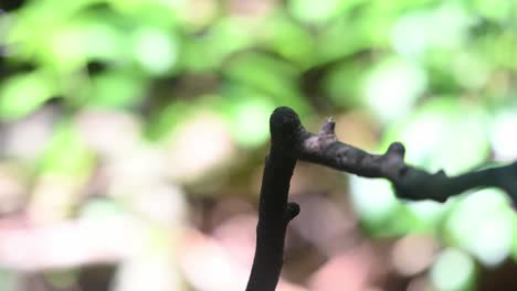 Gesehen-Mit-Einem-Insekt-Im-Maul,-Das-Dann-Nach-Hinten-Wegfliegt,-Silberbrust-Breitschnabel-Serilophus-Lunatus,-Thailand