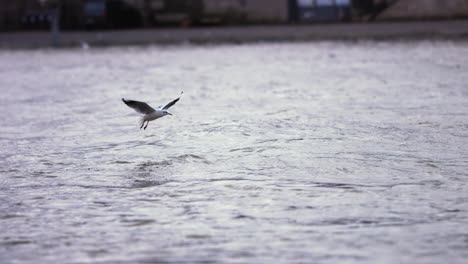 A-seagull-flying-over-a-river-and-landing-in-the-water-in-super-slow-motion-in-Paris,-France