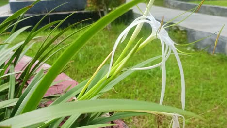 Hymenocallis-Littoralis-Or-The-Beach-Spider-Lily-Flowers