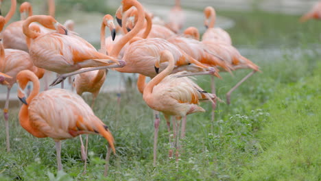 Amerikanischer-Flamingo-Im-Vogelparadies-In-Mandai,-Singapur