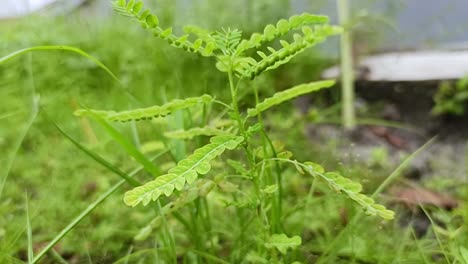 close-up-Phyllanthus-Niruri-Plant