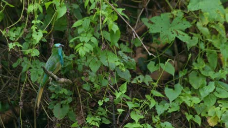 La-Cámara-Se-Aleja-Y-Revela-Este-Pájaro-Que-Busca-Una-Abeja-Perfecta-Para-Comer,-El-Abejaruco-De-Barba-Azul-Nyctyornis-Athertoni,-Tailandia
