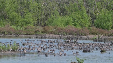 Huge-flock-resting-on-the-mudflat-within-the-mangrove-forest-while-others-fly-to-choose-landing-sites,-Black-tailed-Godwit-Limosa-limosa,-Thailand