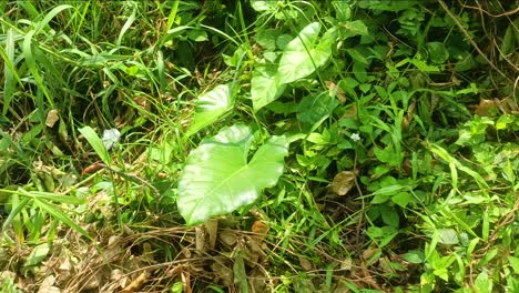 Nephthytis-Schöne-Blätter,-Die-Oft-Als-Zimmerpflanzen-Kultiviert-Werden