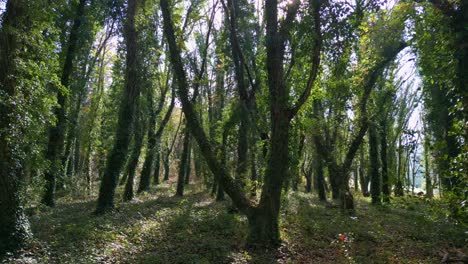 Bosques-Densos-Con-Troncos-De-árboles-Cubiertos-De-Plantas-De-Hiedra.