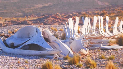 Reveal-of-the-entire-Sperm-Whale-Skeleton-on-the-sandy-shoreline-of-the-Patagonia-coast