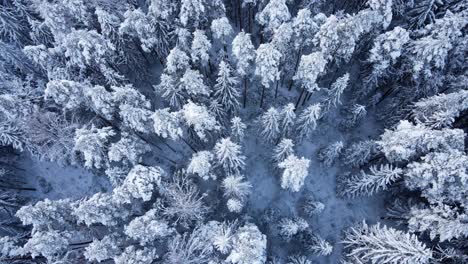 Snowy-winter-forest-from-top-drone-flow