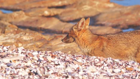 Tilt-up-shot-showing-a-Patagonian-Fox-behind-a-mound-of-sand-around-multiple-small-pools-of-water-in-golden-light