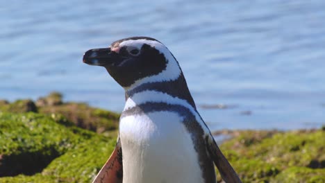 Tilt-down-shot-of-a-Magellanic-Penguin-preening-showing-its-webbed-feet-on-the-green-covered-rocks