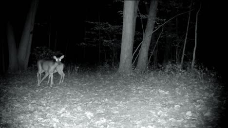 White-tail-deer-doe-and-her-yearling-grazing-in-a-clearing-in-the-woods-at-night-in-the-upper-Midwest-in-early-autumn