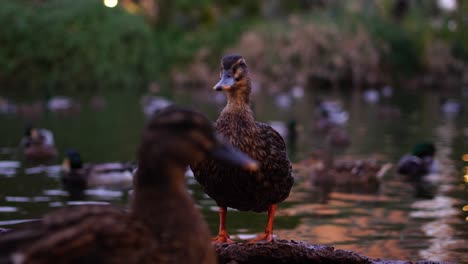 wet-duck-out-of-water-at-sunset-with-lake-background-and-ducks-swimming-out-of-focus-behind