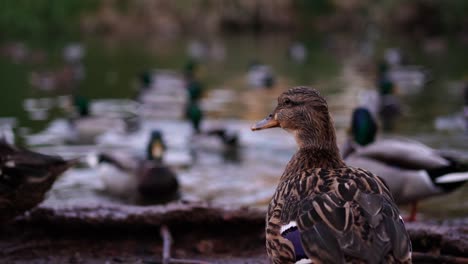 female-duck-watching-males-from-the-shore-of-a-lake-with-ducks-out-of-focus-background
