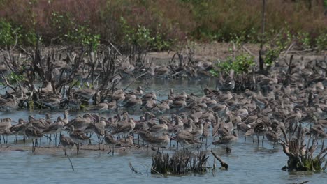 Camera-zooms-out-showing-this-big-collection-of-flocks-foraging-and-resting,-Black-tailed-Godwit-Limosa-limosa,-Thailand