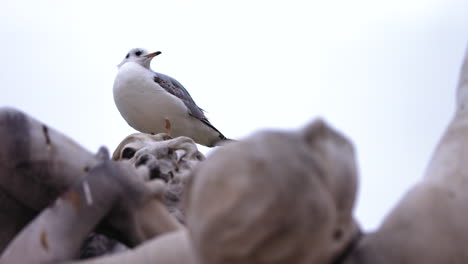 Slow-motion-footage-of-a-seagull-resting-on-a-statue-at-a-park-in-Paris,-France