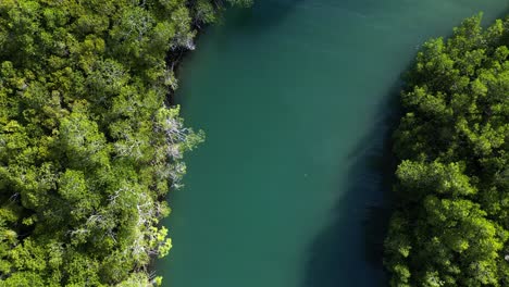 Schlängelt-Sich-Entlang-Eines-Krokodilverseuchten-Flusses-Tief-Im-Tropischen-Daintree-Regenwald-Nationalpark