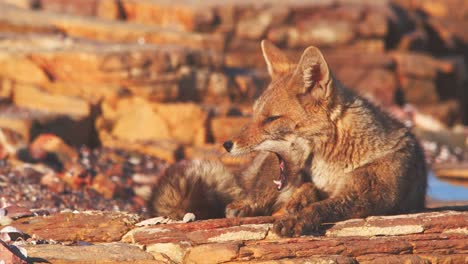 South-American-Gray-fox-sitting-on-the-rocks-yawns-showing-its-tongue-and-teeth-as-it-tries-to-get-sun-to-dry-its-coat