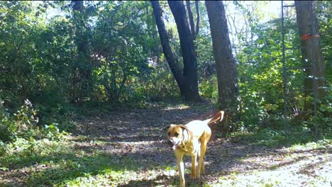 Dog-roaming-along-a-game-trail-in-the-woods-in-the-upper-Midwest