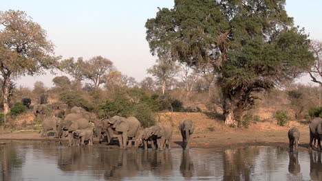 A-Large-group-of-elephants-drinking-water-quenching-their-thirst,-some-still-approaching-in-the-background,-Greater-Kruger-National-Park
