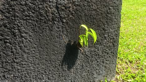 small-grass-growing-on-a-wall