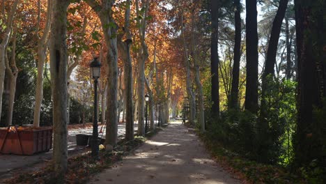 Goldener-Herbst.-Weg-Umgeben-Von-Bunten-Bäumen