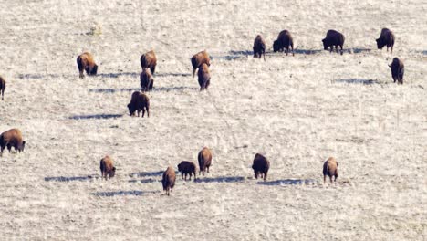 Herde-Amerikanischer-Bisons-Oder-Büffel-In-Der-Prärie,-Von-Einem-Aussichtspunkt-Aus-Gesehen