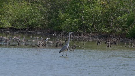 Nach-Rechts-Watend-Im-Wasser-Watend,-Während-Im-Hintergrund-Andere-Vögel-In-Einem-Mangrovenwald-Zu-Sehen-Sind,-Graureiher-Ardea-Cinerea,-Thailand