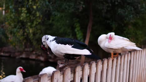Muscovy-ducks-cleaning-their-feathers-on-the-fence-of-a-park-that-separates-the-park-from-the-lake