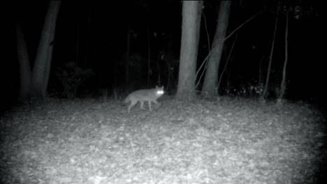 Coyote-cautiously-stalking-through-a-clearing-in-the-woods-in-the-upper-Midwest-in-early-autumn