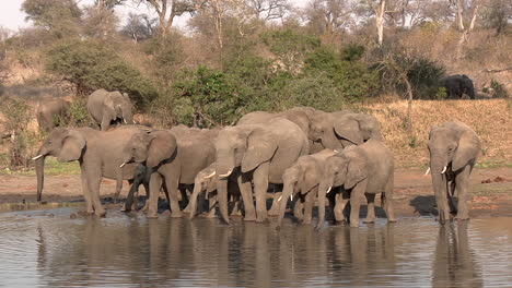 Una-Gran-Manada-De-Elefantes-Se-Reúne-Y-Bebe-Agua-En-Un-Abrevadero-Local-En-El-Parque-Nacional-Kruger.