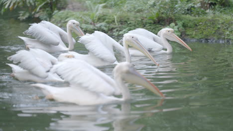 Großer-Weißer-Pelikan-Im-Zoo-Von-Singapur-In-Mandai,-Singapur