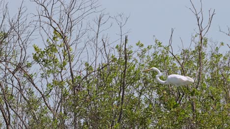 Perched-on-top-of-mangroves-balancing-from-a-strong-wind-blowing-as-the-camera-zooms-out,-Great-Egret-Ardea-alba,-Thailand