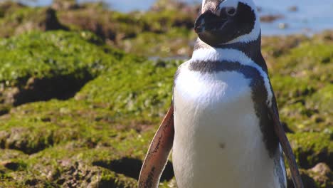 Tilt-up-shot-showing-Magellanic-Penguin-shaking-its-body-and-wings-post-a-preening-on-the-rocky-beach