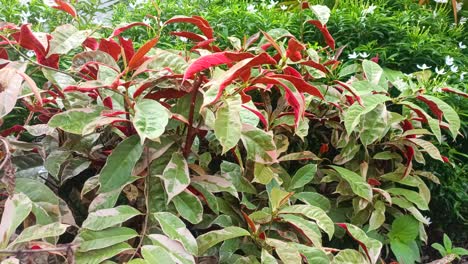 watering-with-water-Of-Plant-Leaves-Excoecaria-Cochinchinensis