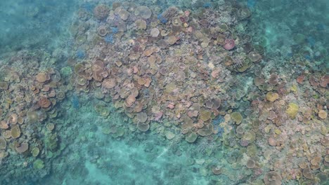 Ascendiendo-Lentamente-Por-Encima-De-Un-Ecosistema-De-Arrecifes-De-Coral-Multicolor-En-La-Gran-Barrera-De-Coral